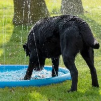 Cool Pets Splash Pool Spr&uuml;her 100cm