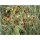 Wiesenkräuterheu Blütentraum 1kg