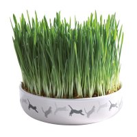Keramikschale mit Katzengras