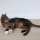 Katzenball aus Filz